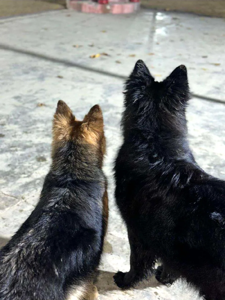 Bella and Basco together