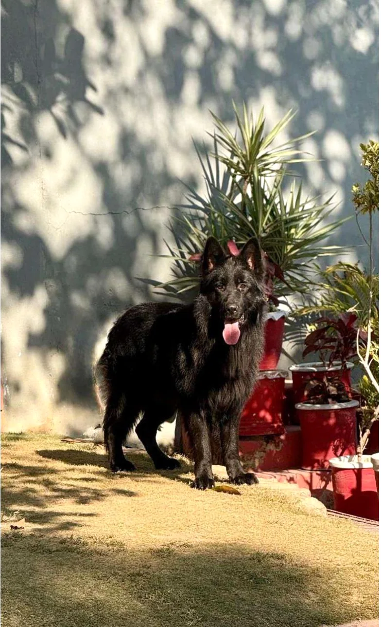 Basco portrait in the garden