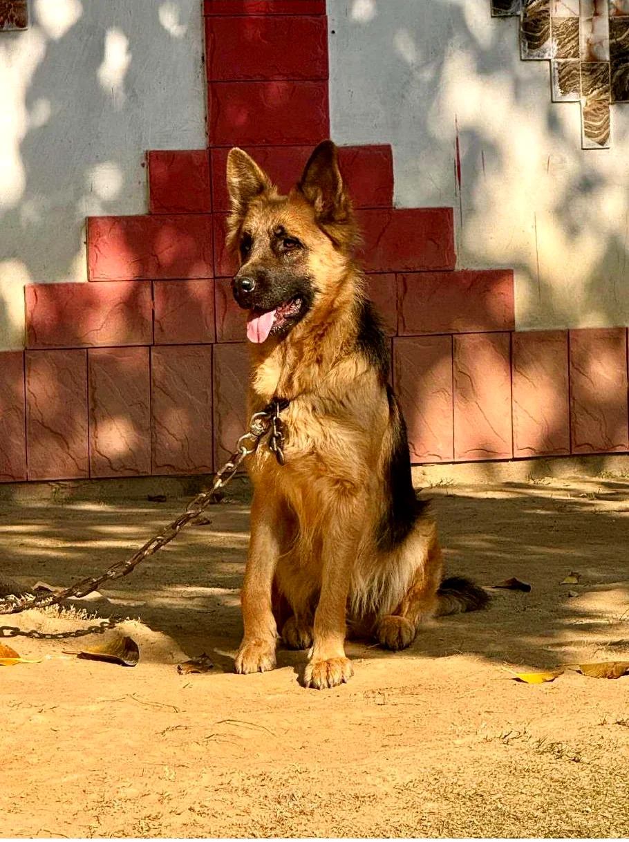 Bella sitting in the garden
