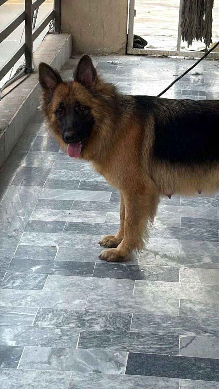 Bella on the veranda